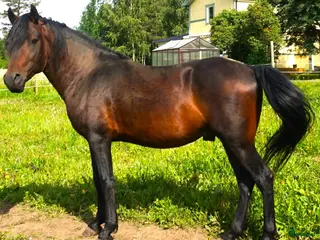 hästar Paso Finos en eller fler i Skellefteå - Annons 8