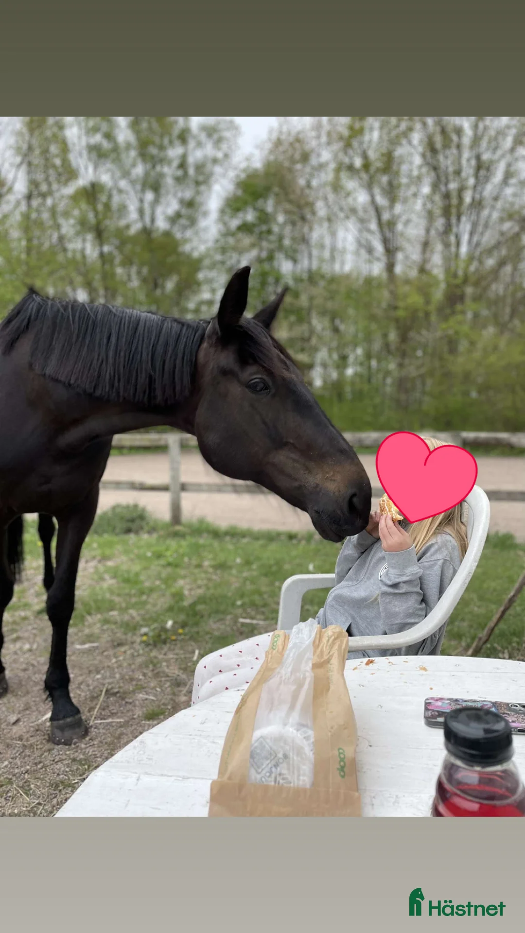 Allround hästar till salu: Sött varmblods sto söker nytt hem.  - Annons 2