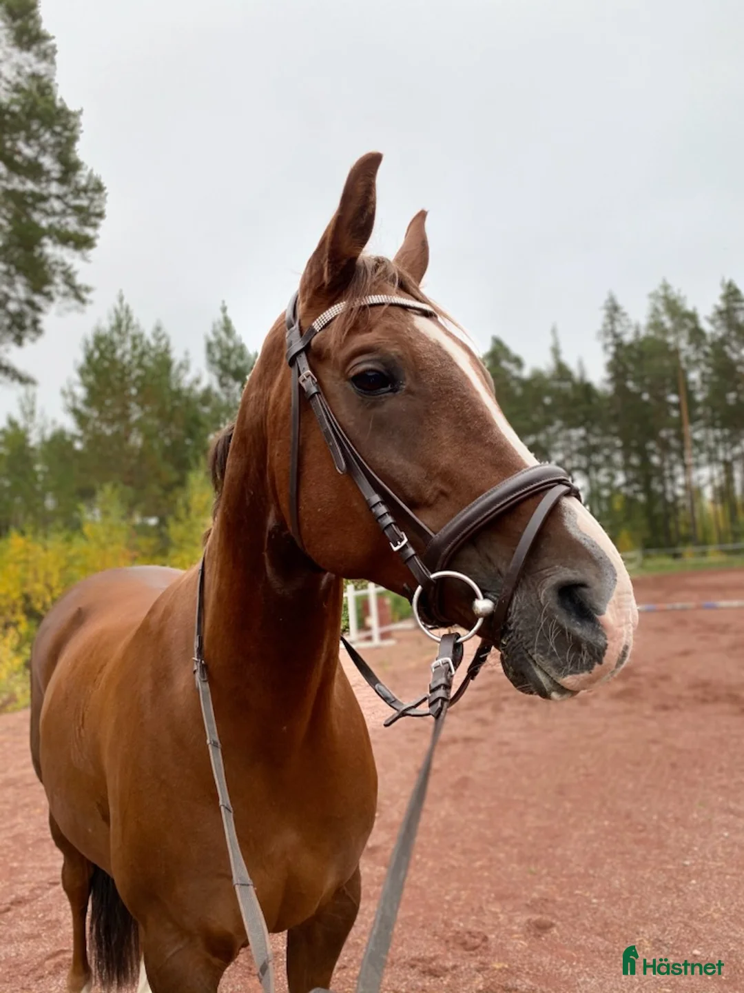 Allround hästar till salu: Snygg kille - Annons 2