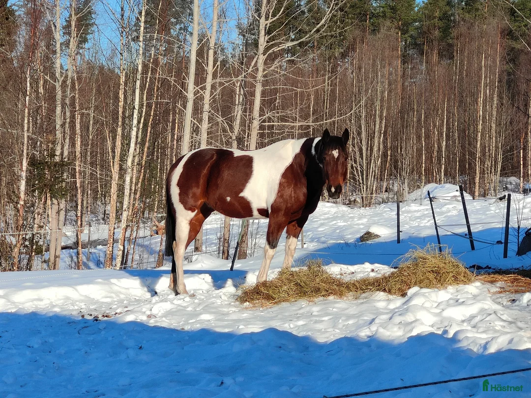 Western hästar till salu: Fullblod/Paint Sto f. 2017, reg. APHA - Annons 2