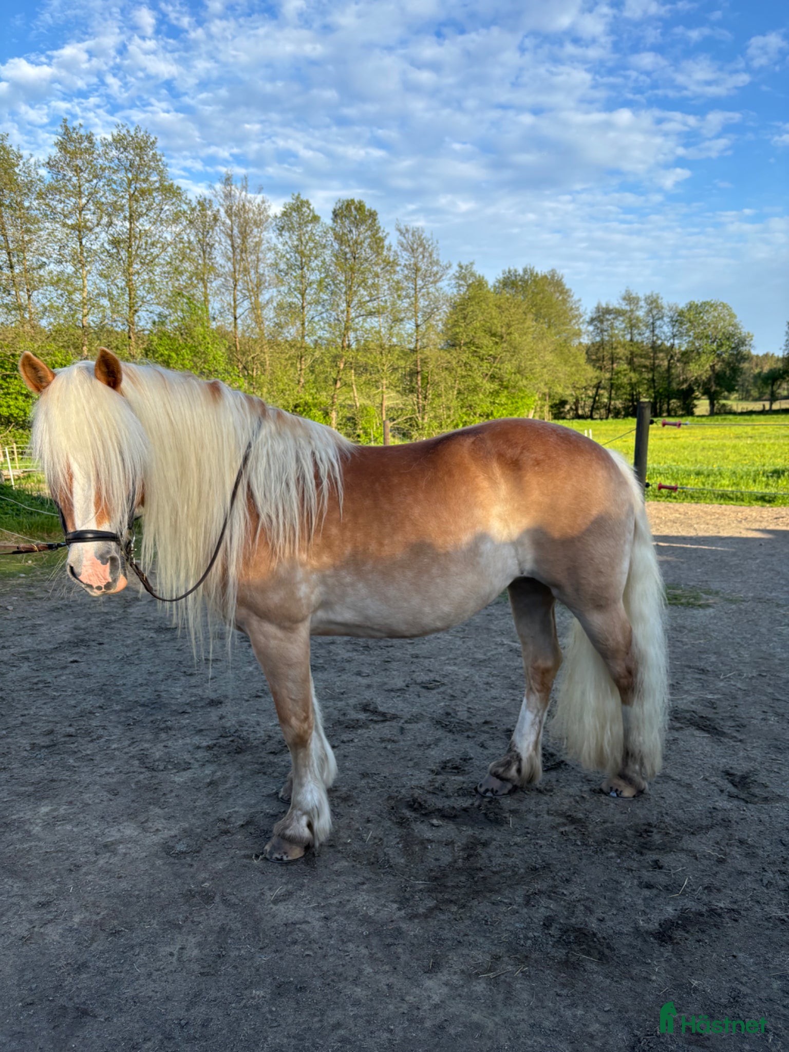 Allround hästar till salu: Trevligt Haflingersto - Annons 1