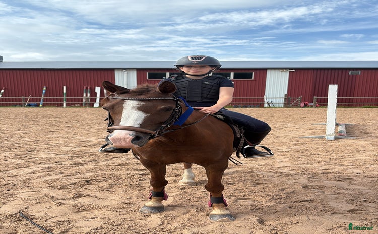  medryttarhäst sökes i Gävle - Annons 19
