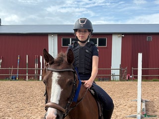 medryttarhäst sökes: Medryttarhäst Gävle - Annons 1