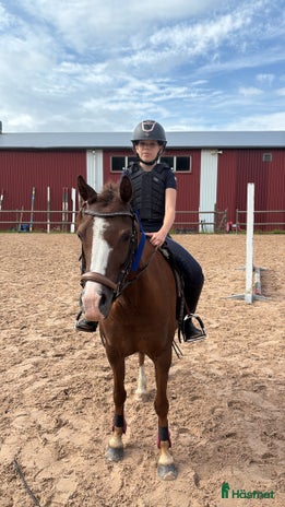 medryttarhäst sökes i Gävle - Annons 19