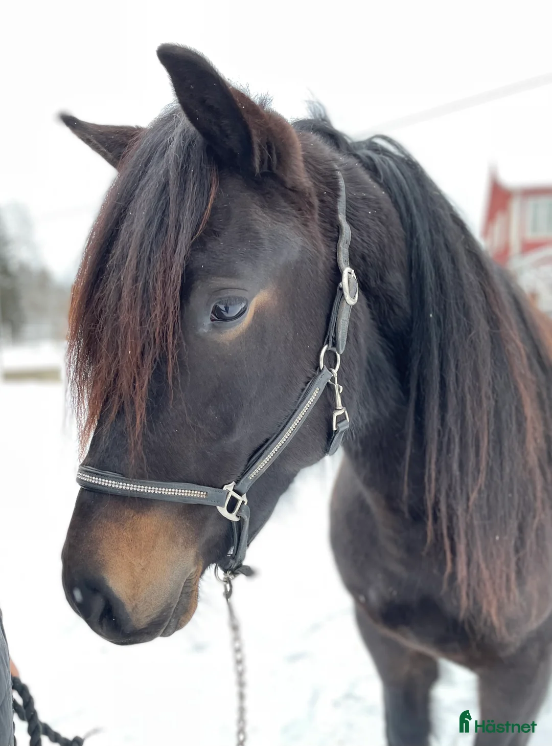 Trav hästar till salu: Nya bilder på Vännfors Frökna  i Vännäs - Annons 5