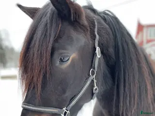 hästar Nytt pris! Vännfors Frökna - Annons 6