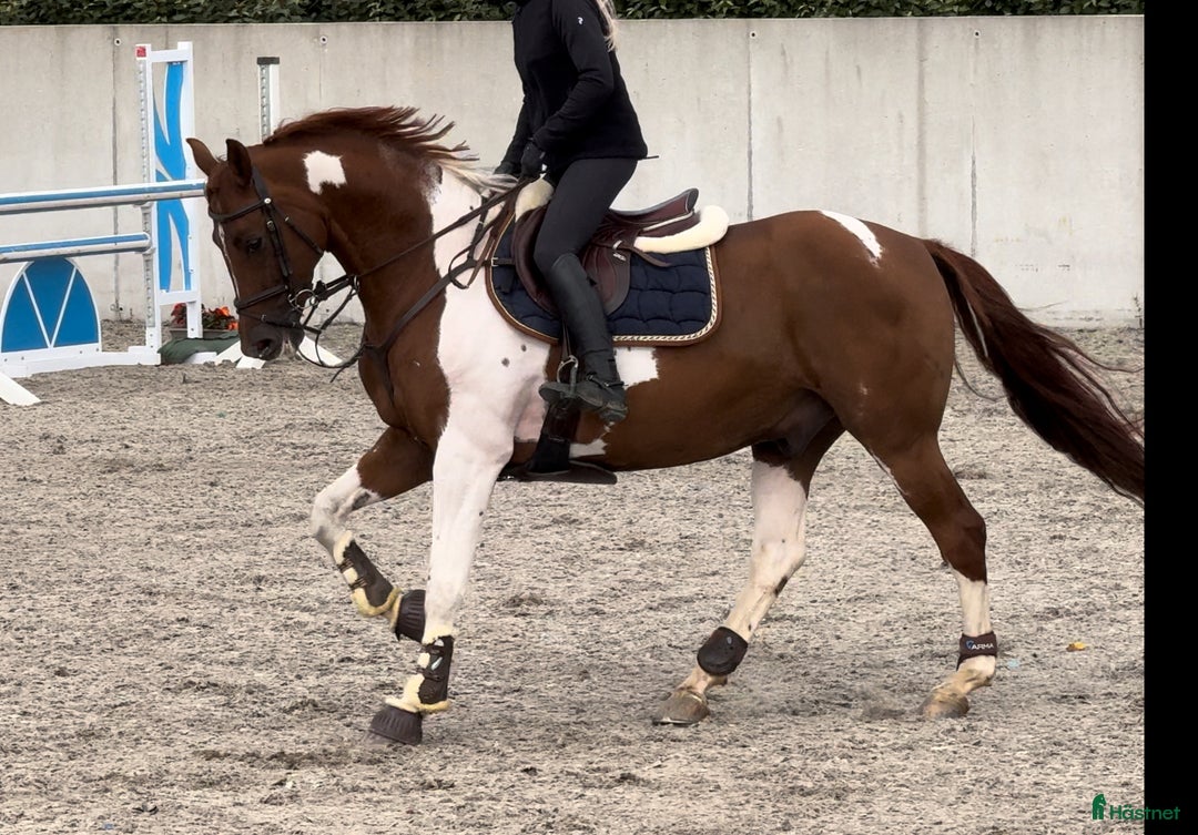 Allround hästar till salu: Unik 7 år valack tävlad 130 felfritt i Finspång - Annons 1