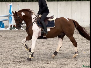 hästar Unik 7 år valack tävlad 130 felfritt i Finspång - Annons 13