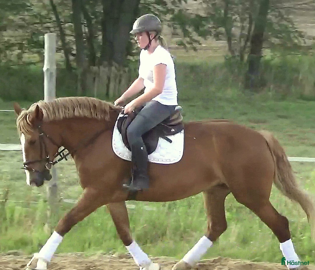 Allround hästar till salu: Fantastic bombproof Princess i Örsundsbro - Annons 11