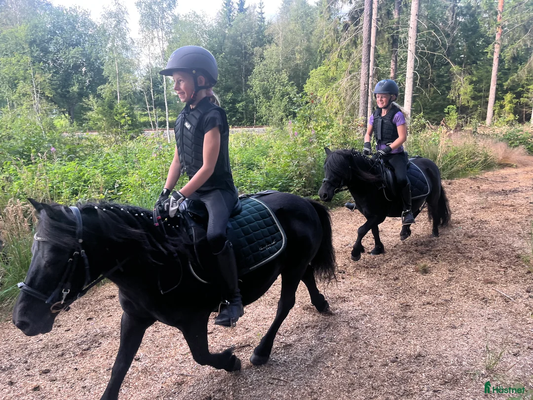 Allround hästar till salu: Barnens bästa vän i Trelleborg - Annons 9