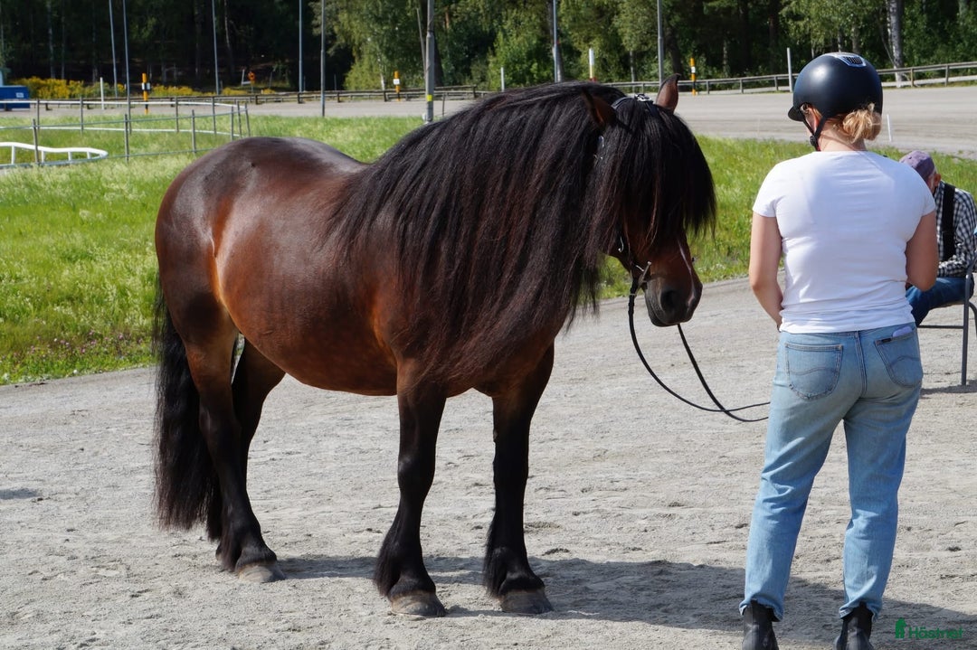 Körning hästar till salu: TINGAD! Dora 🌟 i Årjäng - Annons 2