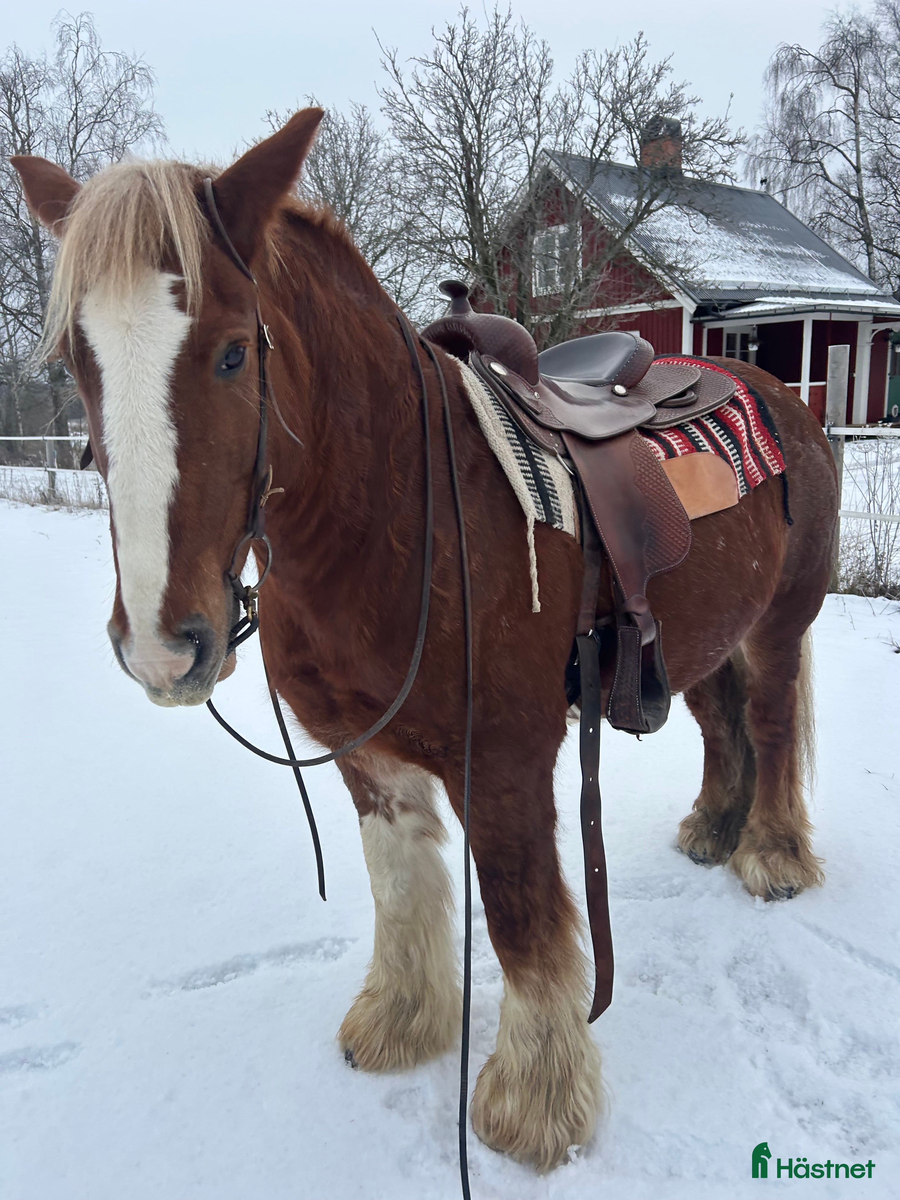  hästar Intressekoll!! i Erikslund - Annons 10