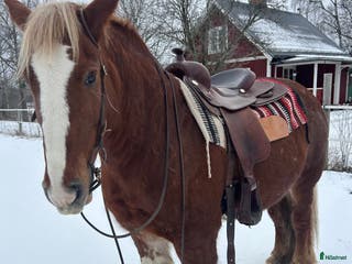 hästar Intressekoll!! - Annons 3