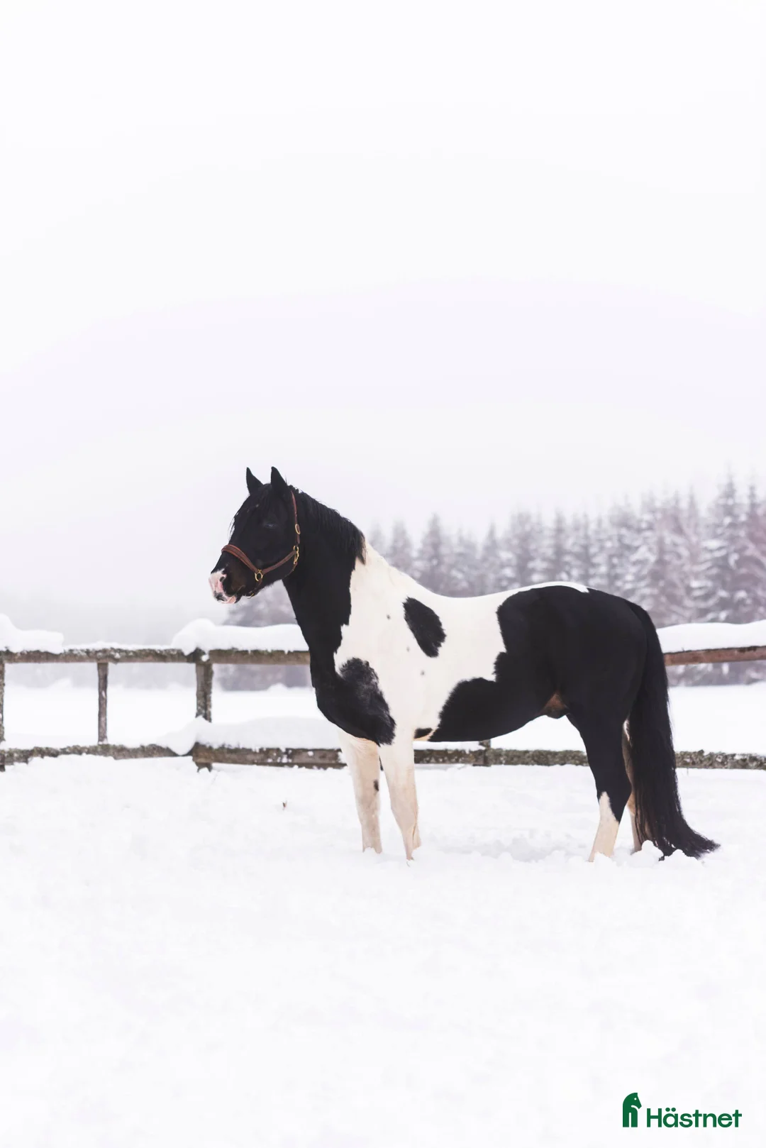  avel finnes: Sam's Maverick  - Annons 6