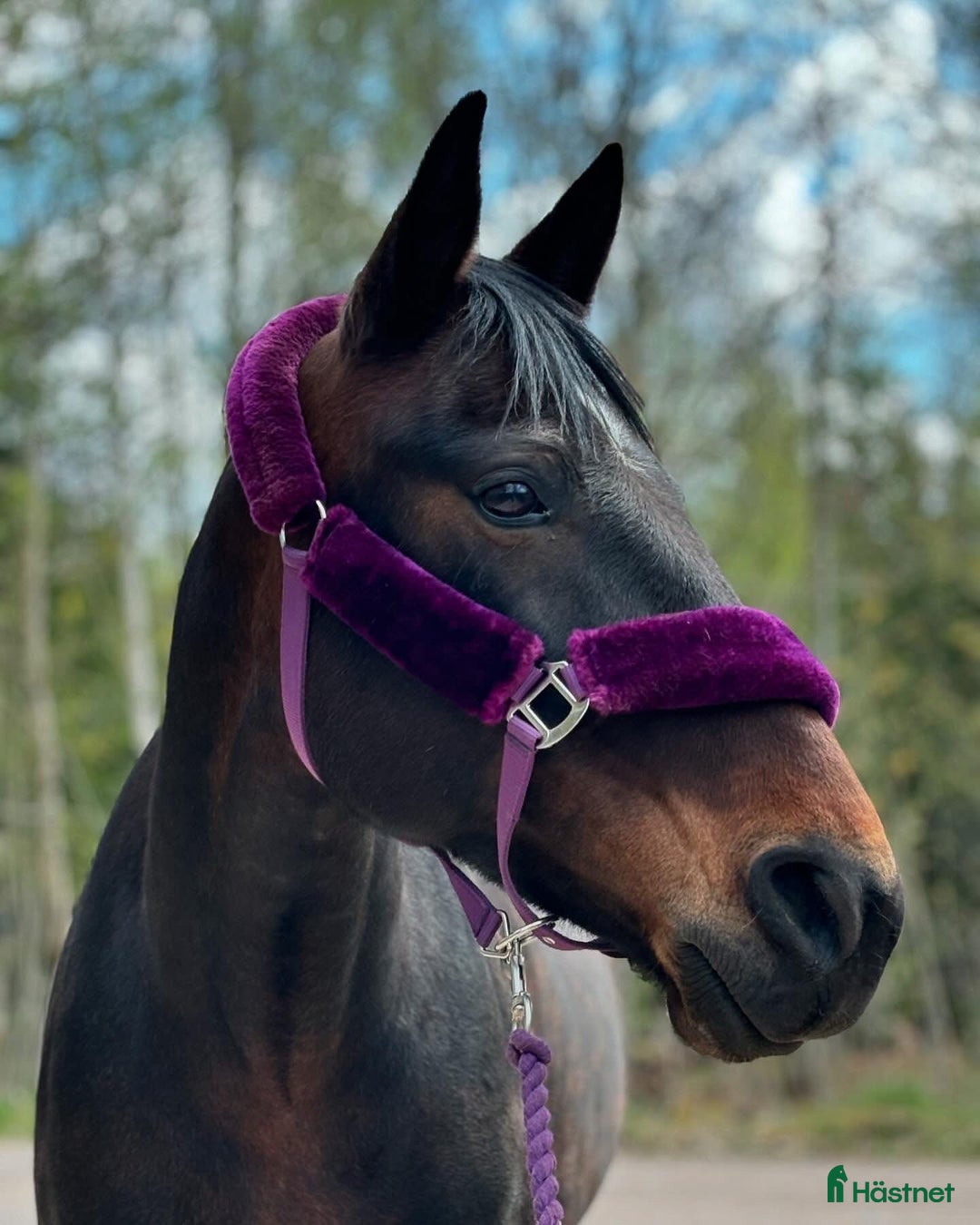 Övrigt hästar sökes: Medryttare sökes  i Vetlanda - Annons 2