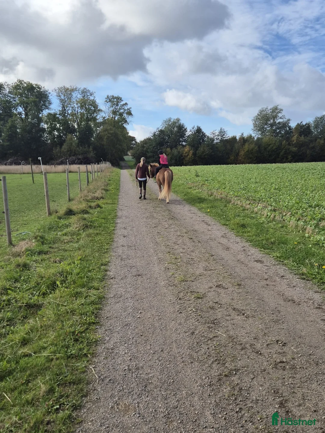 Island hästar till salu: En toppen häst för rätt person  - Annons 6