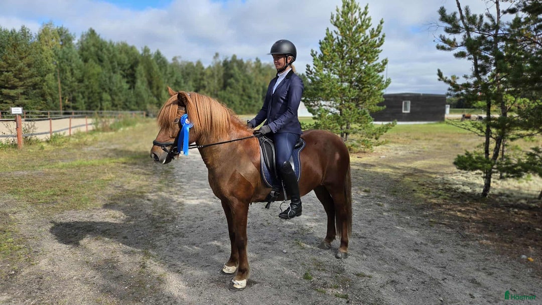 Island hästar till salu: Flott sto redo för tävlingsbanan  i By Kyrkby - Annons 1
