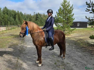 hästar Flott sto redo för tävlingsbanan i By Kyrkby - Annons 13