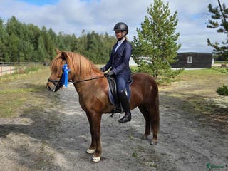 hästar Flott sto redo för tävlingsbanan i By Kyrkby - Annons 22