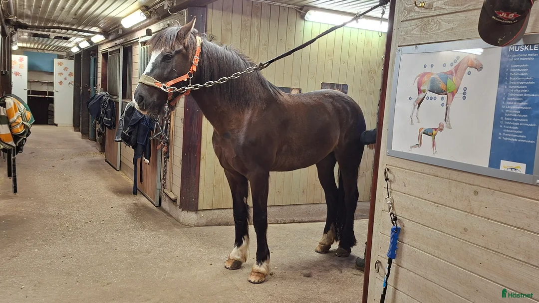 Allround hästar till salu: Mycket fin stammat kallblodsto Avel//skogsmulle i Säffle - Annons 6