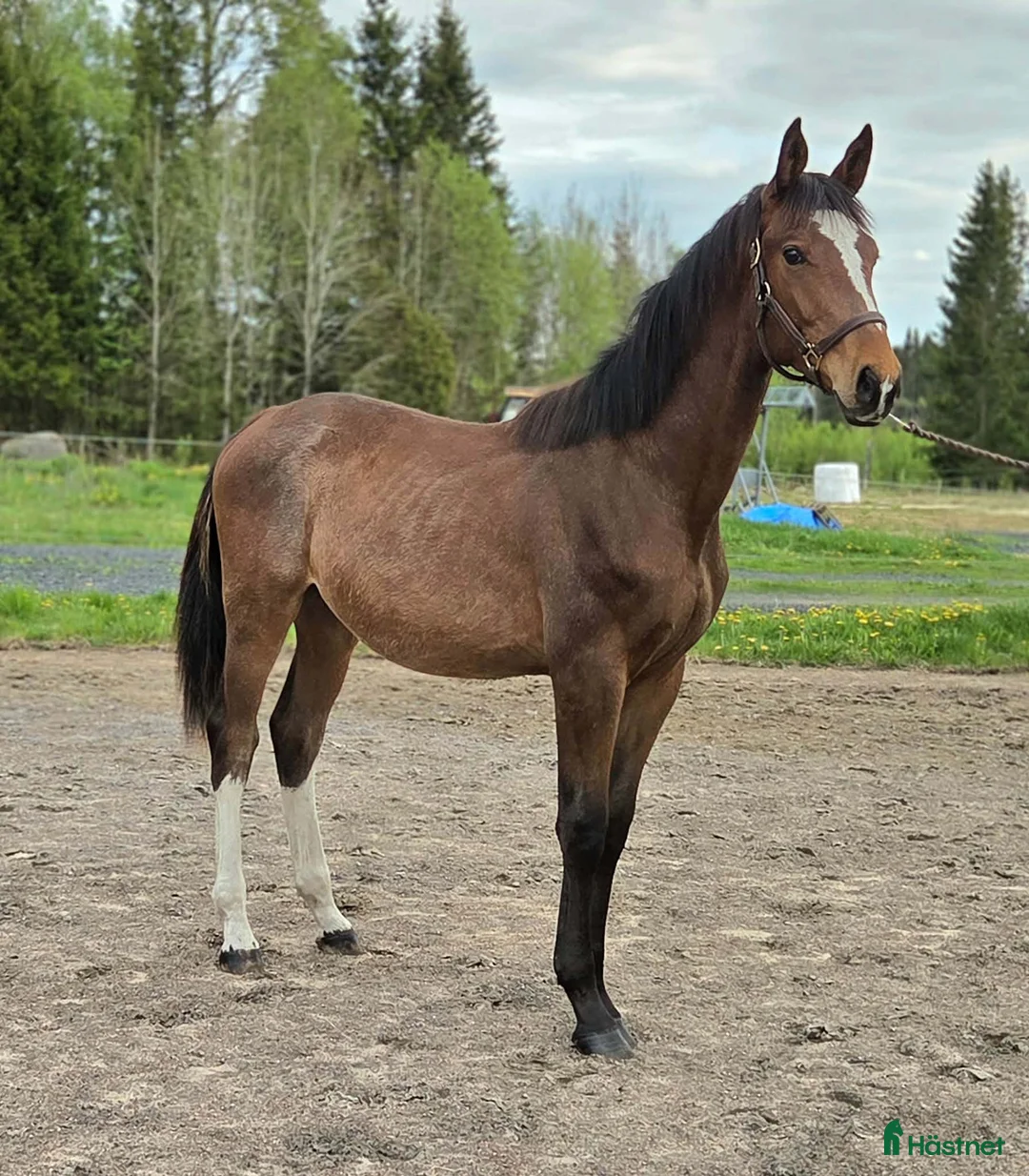 Hoppning hästar till salu: Snygg 1 åring  - Annons 2