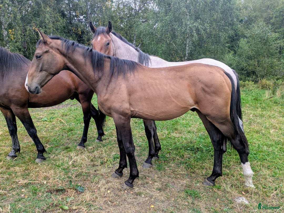 Hoppning hästar till salu: Snygg ettårig hingst med framtiden för sig i Backaryd - Annons 1