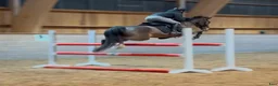 Allround hästar till salu: Äldre läromästare - Annons 6
