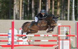Hoppning hästar till salu: Children/Läromästare i Lammhult - Bild 1