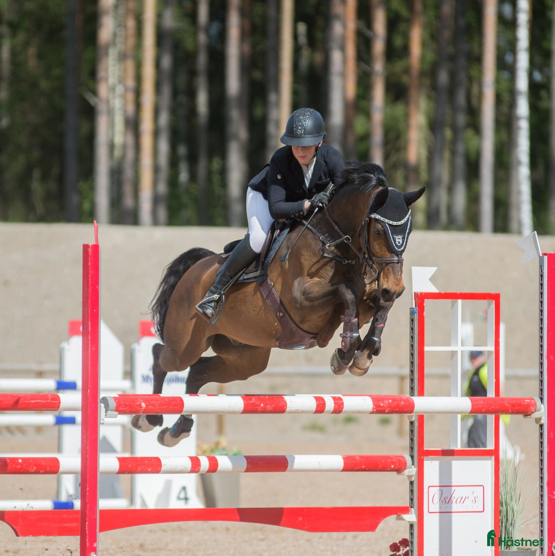Hoppning hästar till salu: Children/Läromästare i Lammhult - Bild 1