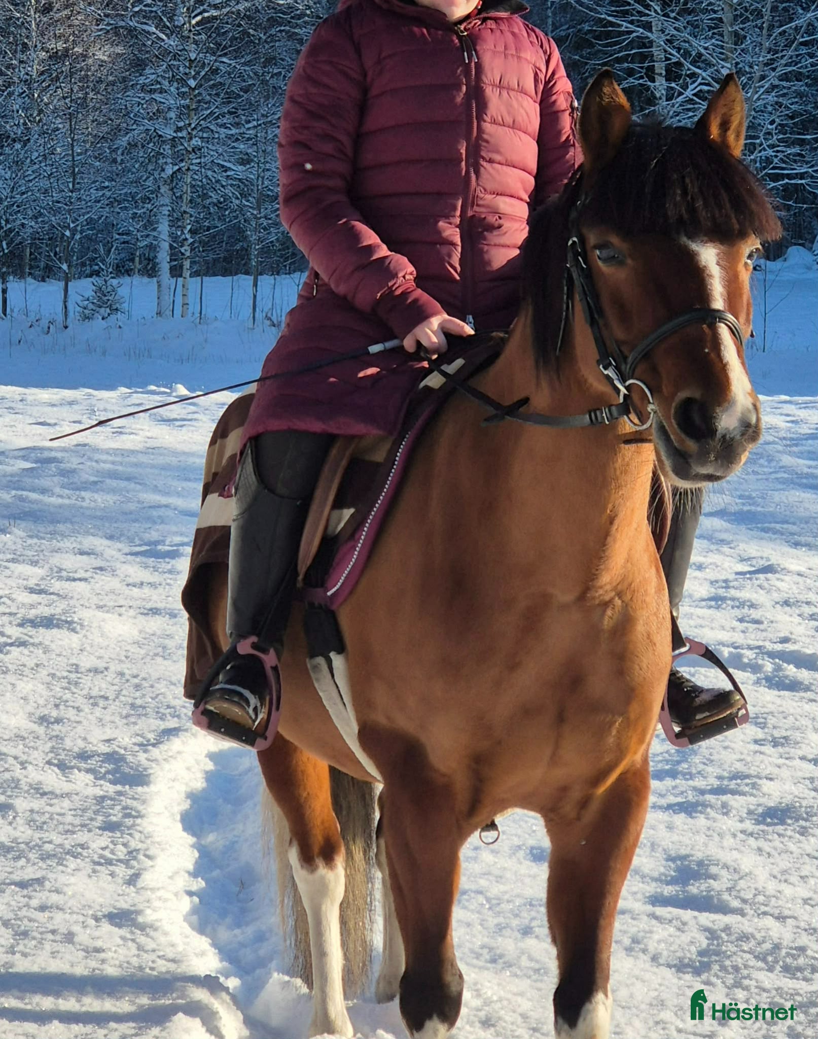  hästar Fint sto med personlighet - Annons 10