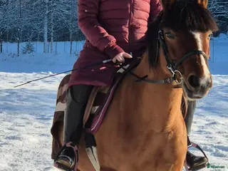 hästar Fint sto med personlighet - Annons 10