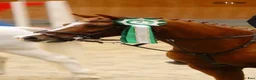 Allround hästar till salu: Super allround pony til salg - Annons 8