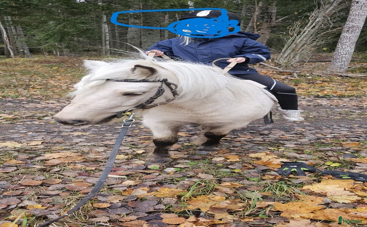  hästar i Hallstavik - Annons 16