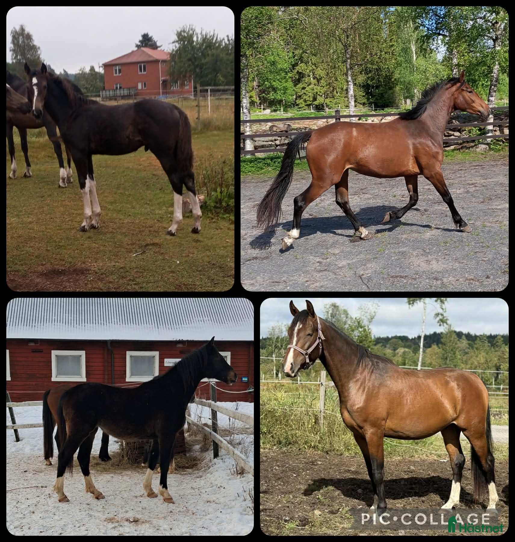  hästar Unghästar i olika åldrar  - Annons 2