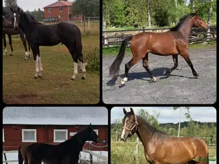 hästar Unghästar i olika åldrar - Annons 2