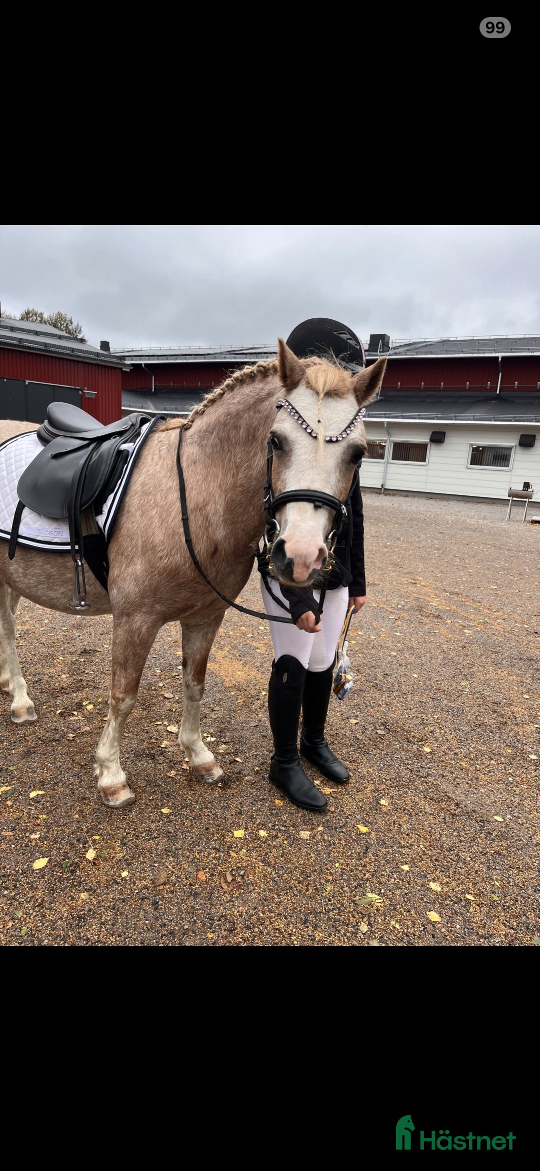 Allround hästar till salu: Söta Dolly söker ny familj - Annons 1