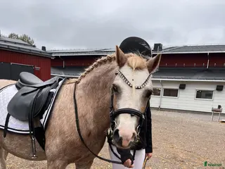 hästar Söta Dolly söker ny familj - Annons 17