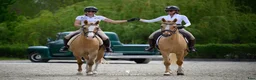 Dressyr hästar till salu: Amazing palomino pony! - Annons 1