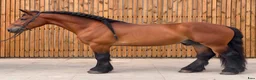 Allround hästar till salu: Fantastic fairytale horse - Annons 6