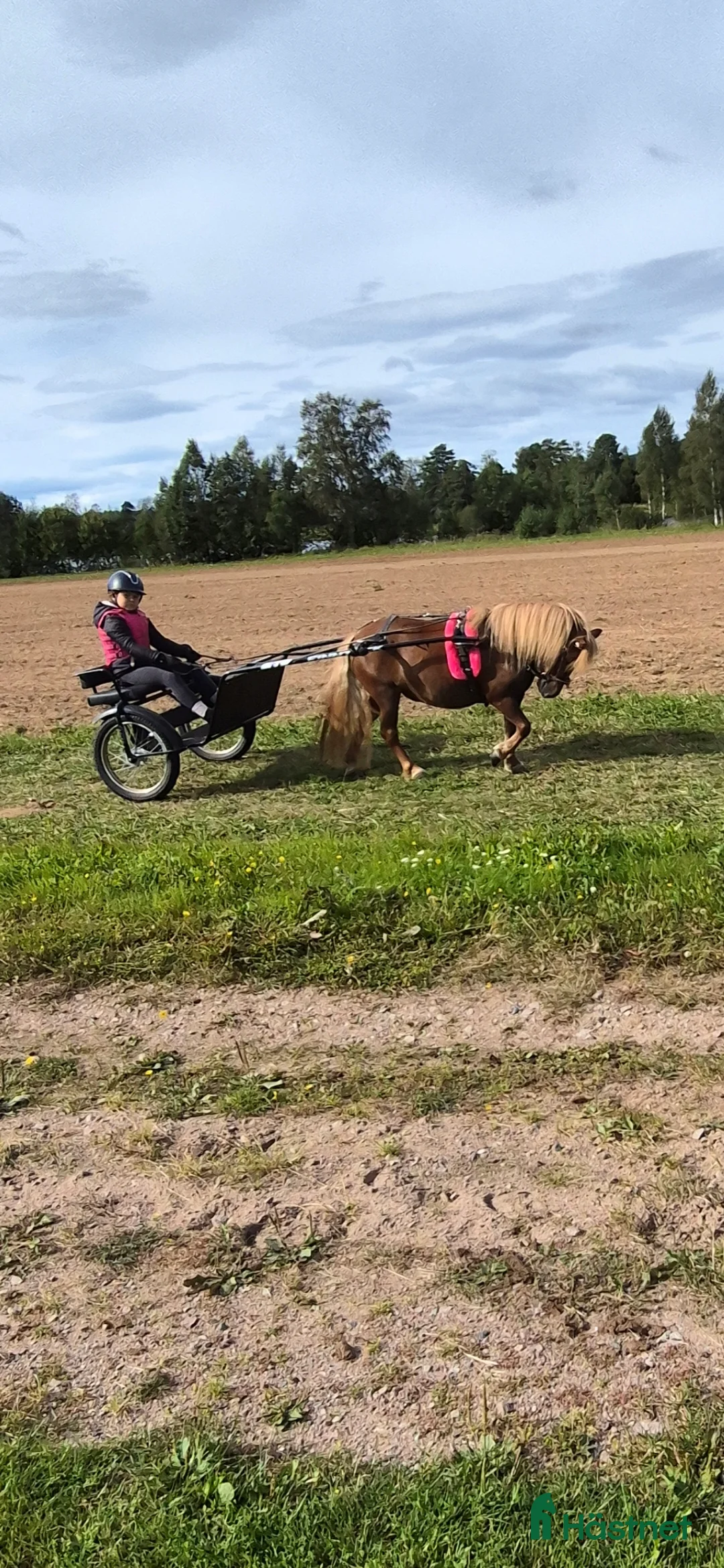 Trav hästar till salu: Film Shetlandsponny trav allround riden och körd  i Äppelbo - Annons 11