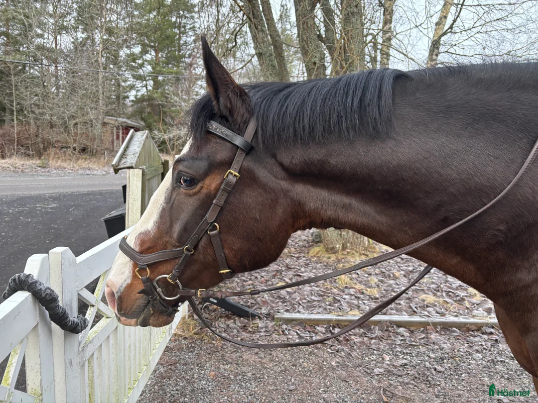  medryttarhäst finnes: Erfaren medryttare till häftig Swb hopp/dressyr i Västerhaninge - Annons 10