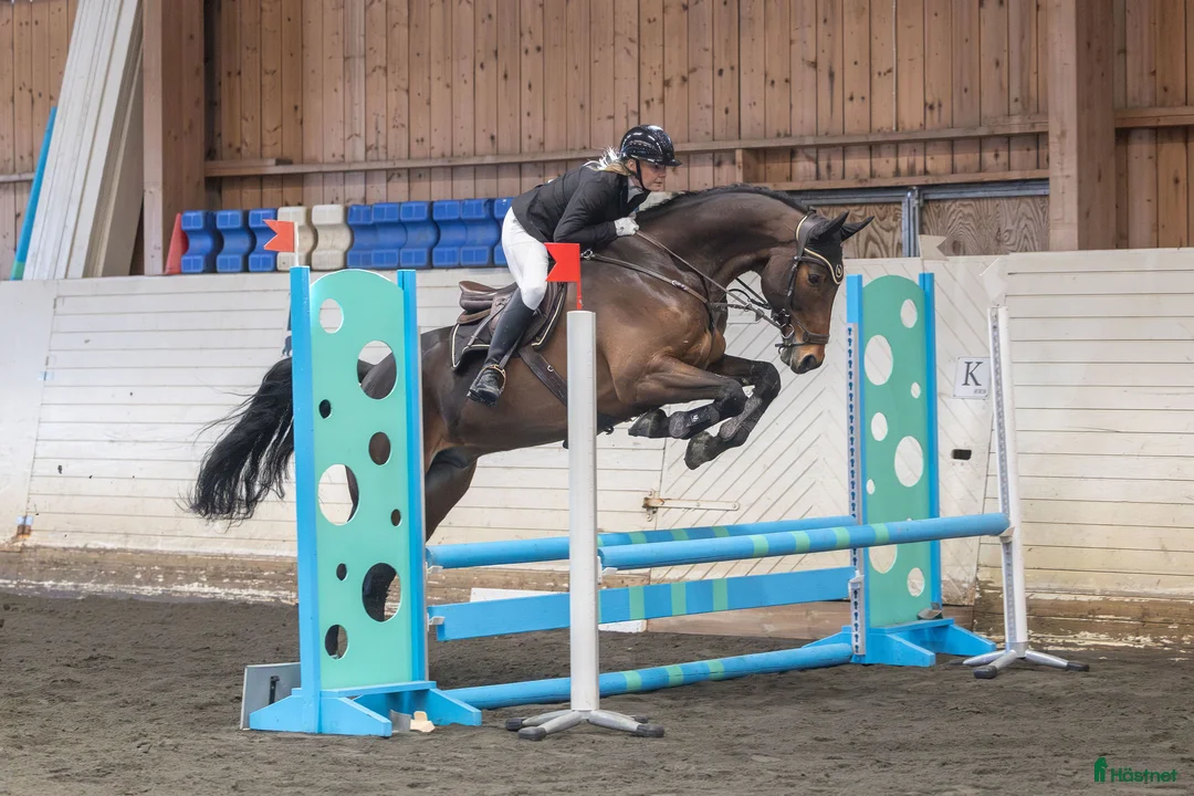 Allround hästar till salu: Häst med utstrålning och stort hjärta – Conrad - Annons 2