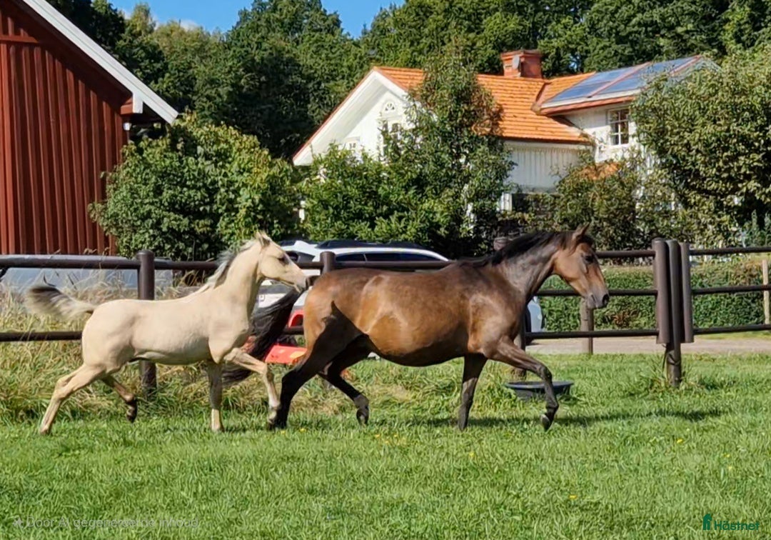 Allround hästar till salu: Charmtroll i Istorp - Annons 12