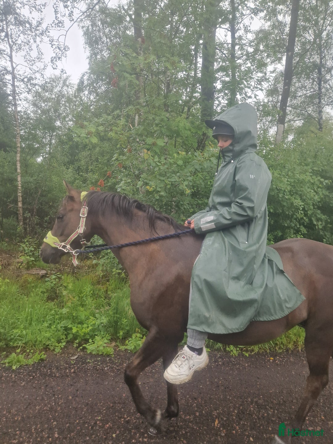 Dressyr hästar till salu: Ljuvligt sto  i Hjärnarp - Annons 3