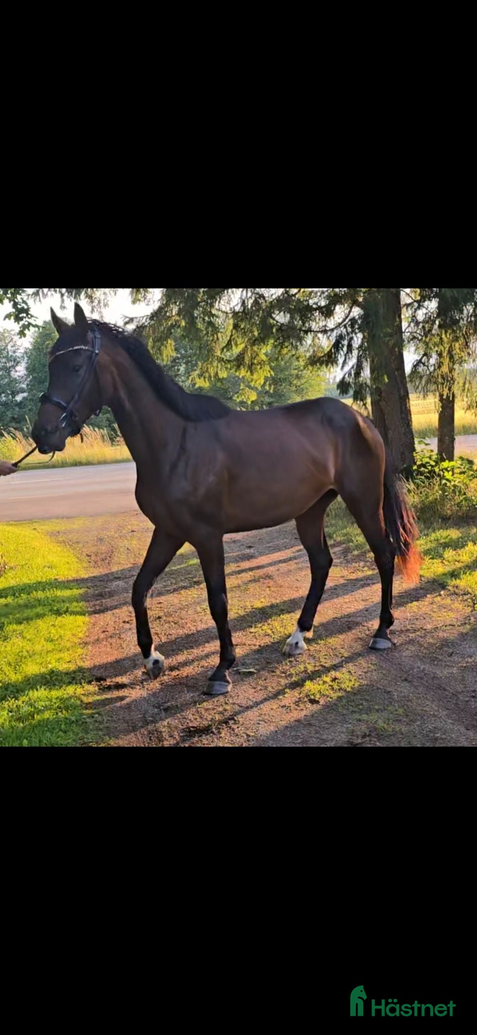  hästar Tjej med Swung! - Annons 1