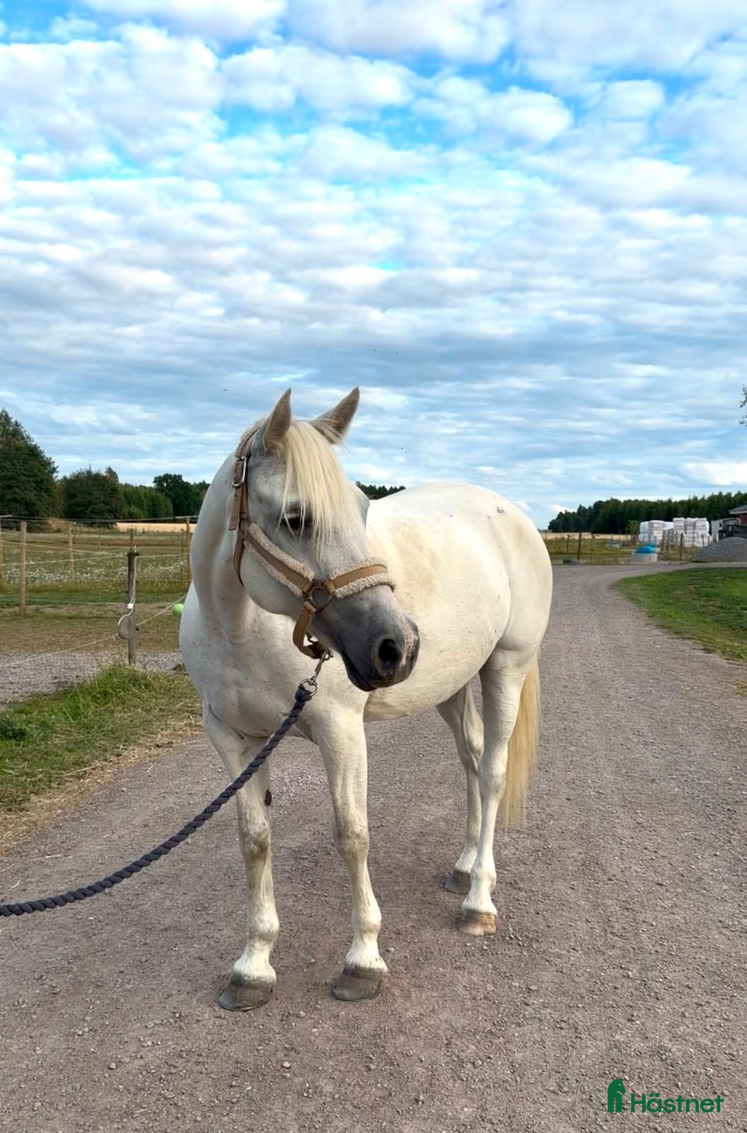  hästar Nu letar vi nytt hem till vår fina "Lexi" - Annons 16