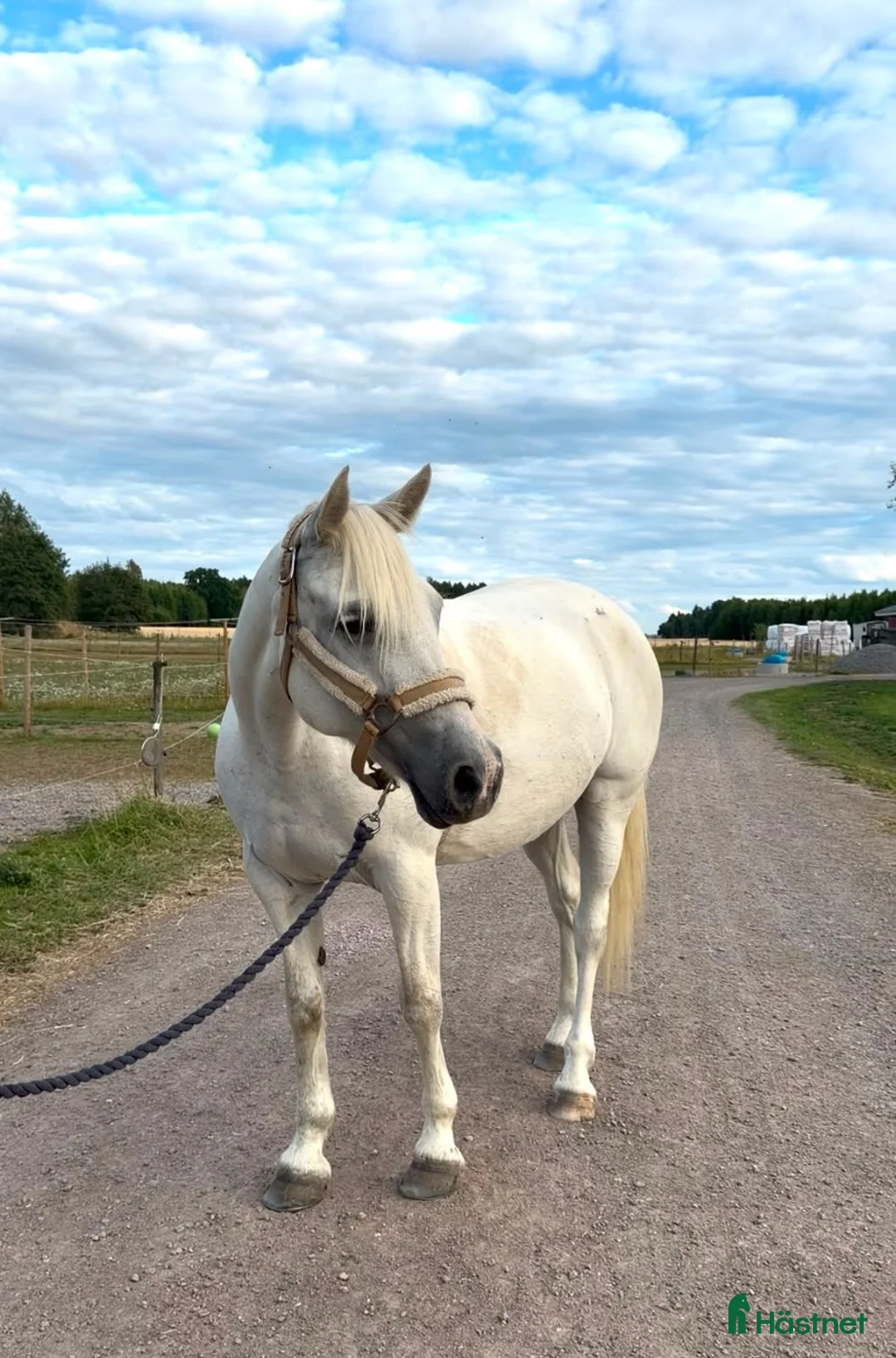 Allround hästar till salu: Nu letar vi nytt hem till vår fina "Lexi" - Annons 1