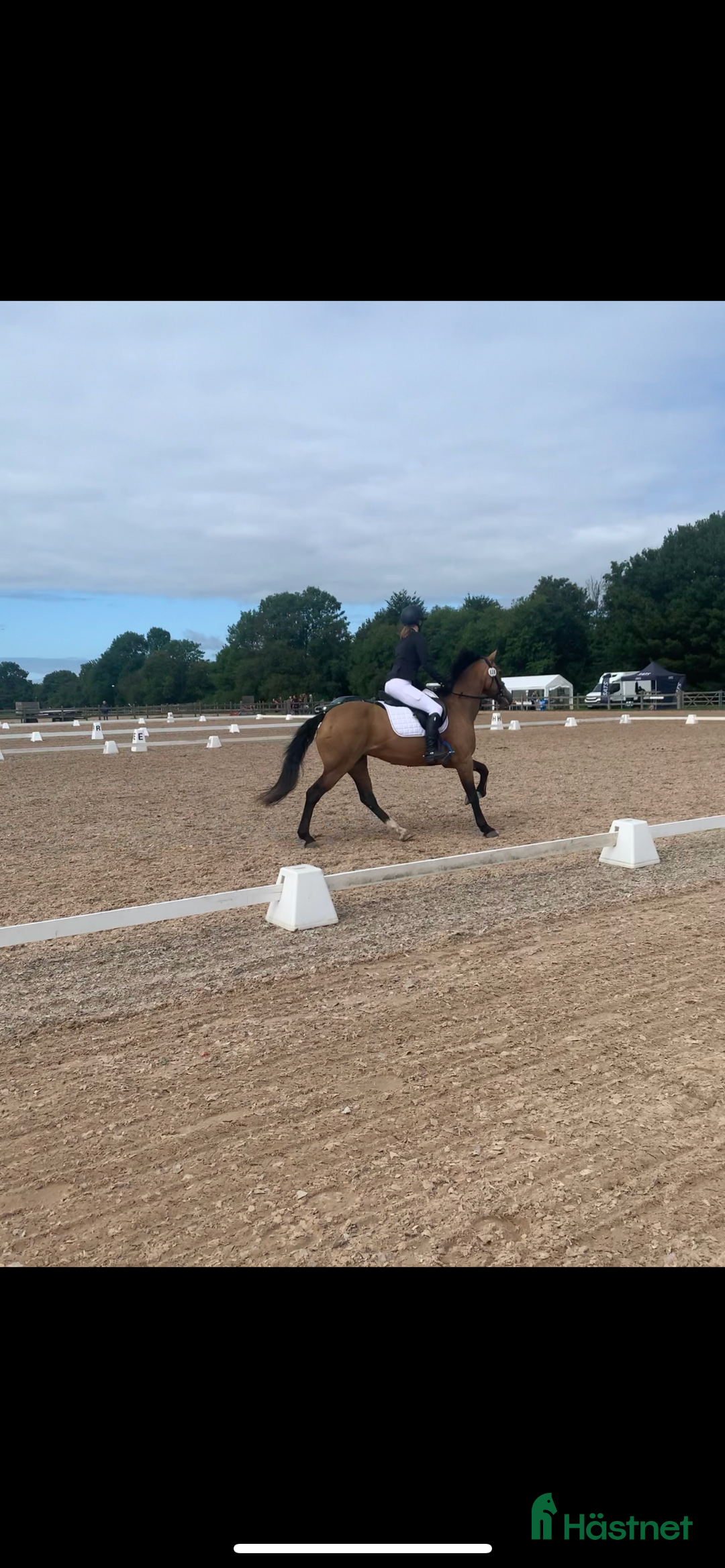  medryttarhäst finnes: Väldens snällaste ponny söker medryttare! - Annons 3