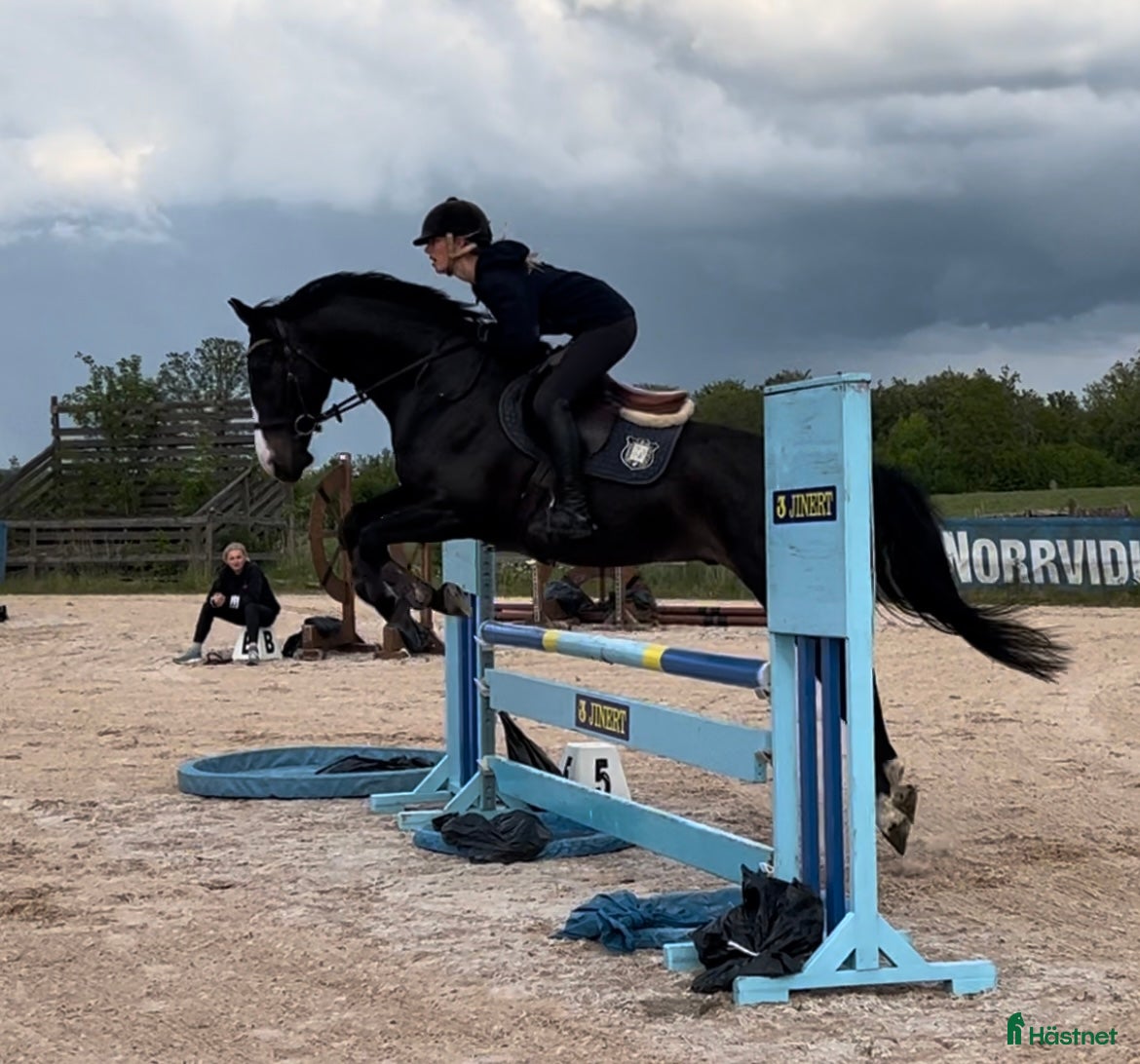  hästar Högkvalitativ valack  - Annons 8