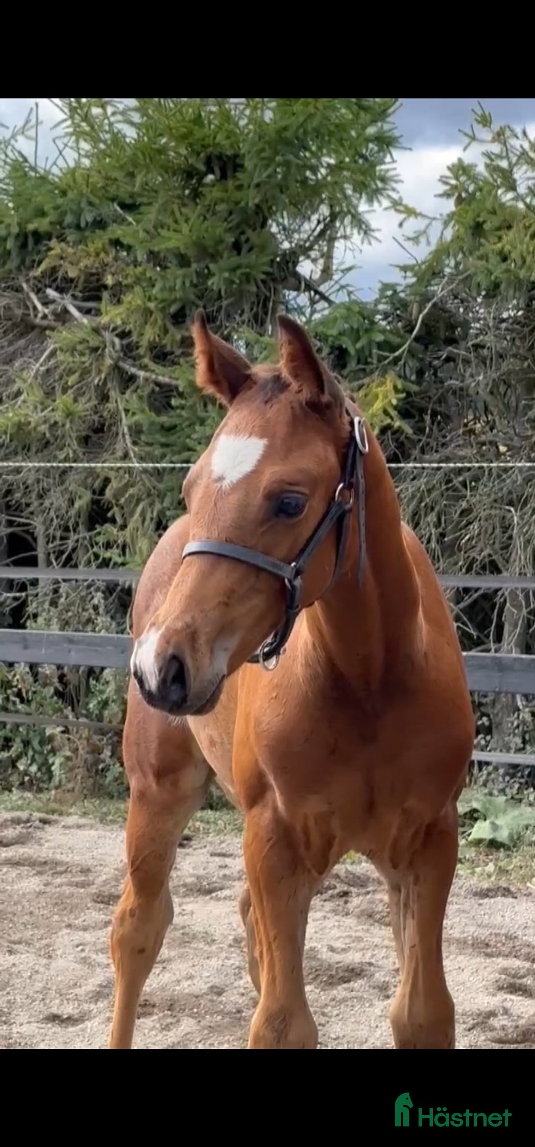 Dressyr hästar till salu: Valack e. Raccon född 2024 i Ransta - Annons 4